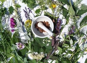 билки за лечение на остеохондроза